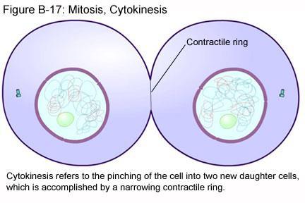 The cell cycle ends with cytokinesis the division of the cytoplasm Accompanies mitosis This means one