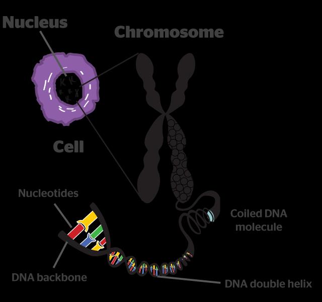 DNA is packaged tightly into pieces called chromosomes that are visible during cell