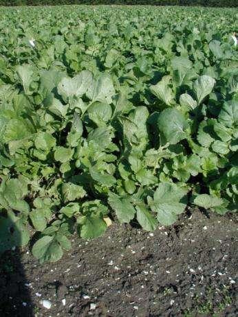 Oil Radish Leafy. Frost tolerant -6º C Quick growing Late flower.