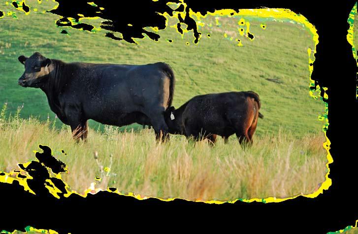Cow/calf pair grazing high quality native grasses of central Nebraska. Cow/calf pair grazing subtropical forages between orange groves in central Florida.