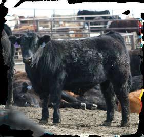 mature cow will produce steer calves that will finish at the most profitable carcass weight.