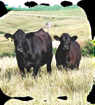 If so, your mature cow size should vary to accommodate your specific needs. Or, perhaps you have some low cost feed or forage that allows you to support a bigger cow and wean more pounds of calf.