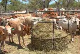 Managing the calf Calf must be fed and managed well Have good quality hay available as soon as calves go to weaner yard Weigh and draft