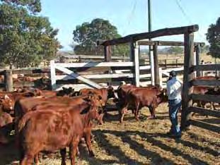 Weaner training Good training makes calves easier to handle for life Training programs vary all aim to make cattle easier to handle