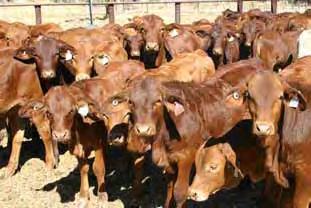 Benefits of good weaning Better breeder condition Higher reproduction Lower mortality Lower supplement cost