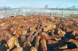 Issues to be aware of Weaners must be weighed Problem not realising number of calves under 150kg, therefore not managing