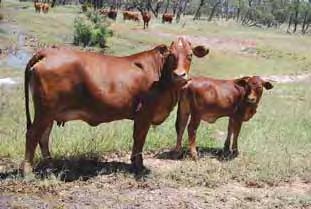Why wean? To manage cow condition Aim Cows in condition score 3.