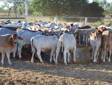 When to wean Controlled mated herds End of wet season (March to May) At least