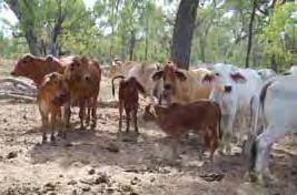 Managing the cow Weaning similar to feeding cow 2kg of grain or 3kg molasses per day Weaned cows Delay start of supplementation