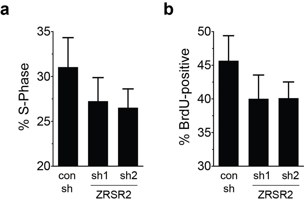 Supplementary Figure 13 Supplementary Fig. 13 Downregulation of ZRSR2 impedes cell growth.