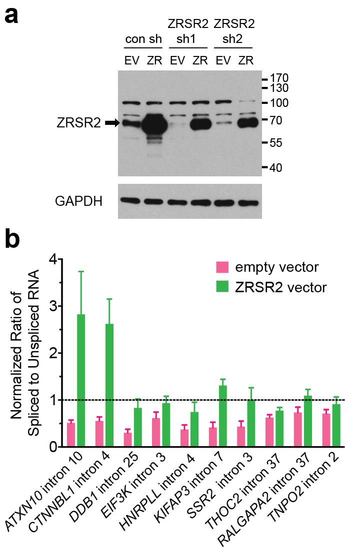 Supplementary Figure 3 Supplementary Fig. 3 Overexpression of ZRSR2 in knockdown and control 293T cells.