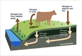 cows Less nutrient excretion Decreased environmental