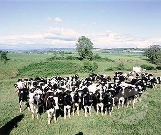 Strategies for grouping lactating cows Depend on