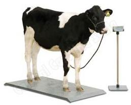 Cow body weight Measurements are not always available 1,400 Estimation based on Lactation DIM Cohorts average BW Body weight, lb 1,300