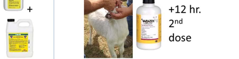 Any goat with >2000 (Fecal Egg Count) eggs per gram was determined they were dewormed with protocol II, which no matter what time frame of the test we utilized that product for the treatment.