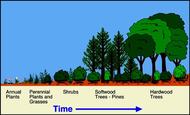2. What is Ecological Succession?