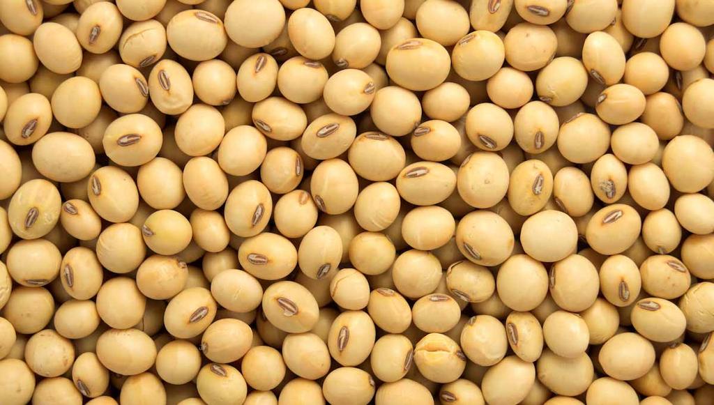 U.S. Tariff / China on U.S. Soybean Soybeans Trade China s domestic feed requirements continue to rise; few quality substitutes U.S. is the most competitive soybean origin U.S. soybean exports increased in the month of July, from 85.