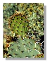10 The prickly pear cactus has a special adaptation which helps the plant to survive in the hot