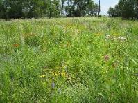 Kernza wheat forage, food products, biofuel Alfalfa hay, mixed forages, other livestock feed, etc.