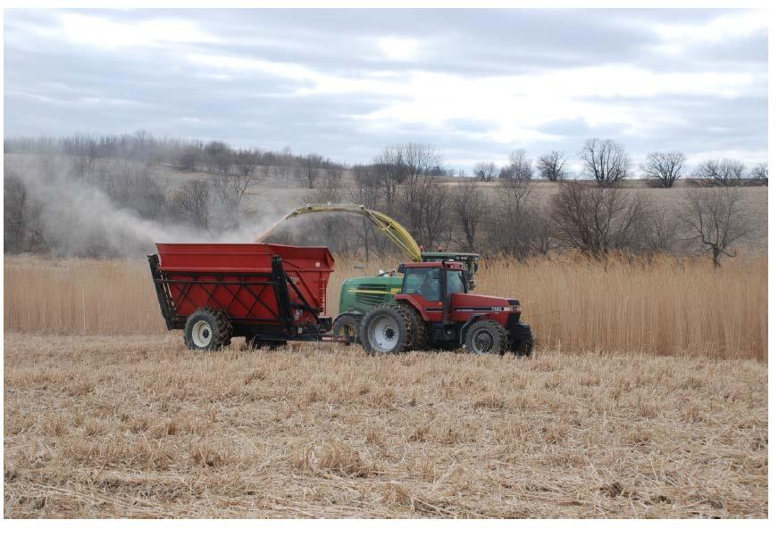Miscanthus Grown in Illinois for poultry bedding Part of University of Iowa s power plant goal