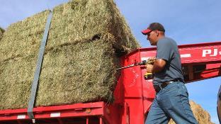 Alfalfa / Other Hay Crops Alfalfa is cornerstone of dairy farm forage ration Can