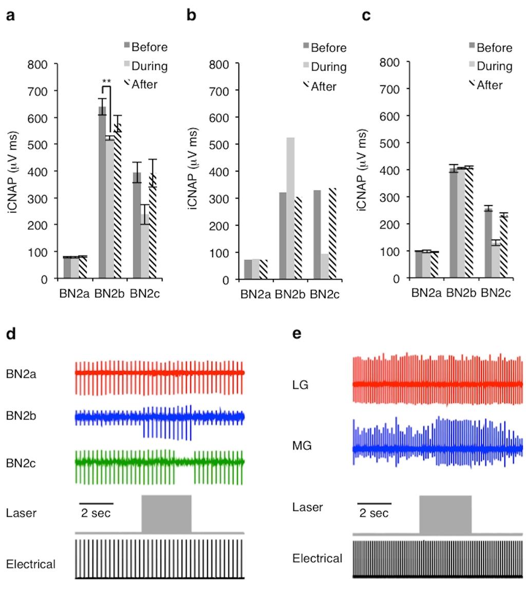 Supplemental Figures Supplemental Figure S1 Varied responses to infrared exposure in BN2 of Aplysia and the rat sciatic nerve.