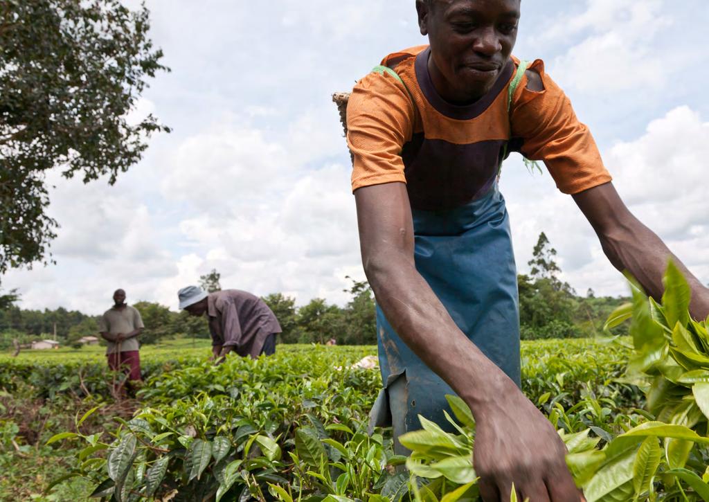 Image: Cooperative Mabale Growers Tea