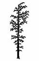 Alpine larch (La) - Larix lyallii Tree Species > Alpine larch Page Index Distribution