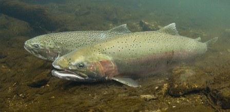 Genome-wide scan Candidate gene markers may help predict the adult migration timing of individual steelhead throughout the entire course of