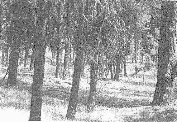 Photograph 1. Overly dense small (9-20.9 dbh) sized ponderosa pine stand that was previously non-commercially thinned to a narrow spacing and is typical of many stands within the Project Area.