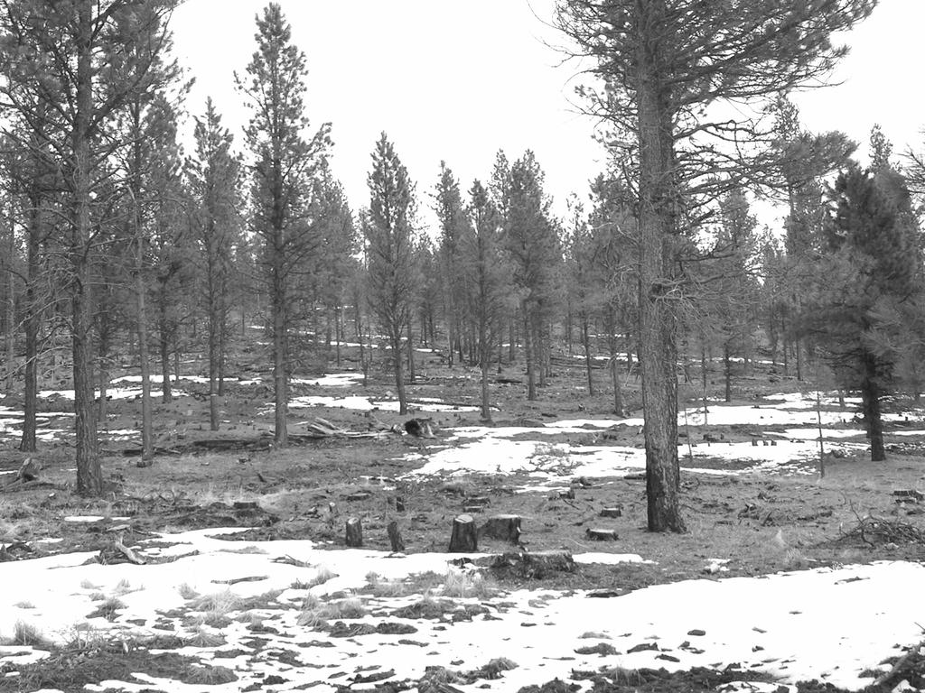 Photograph 2. Desired condition immediately following treatment for a mesic ponderosa pine stand dominated by 100 year old trees.