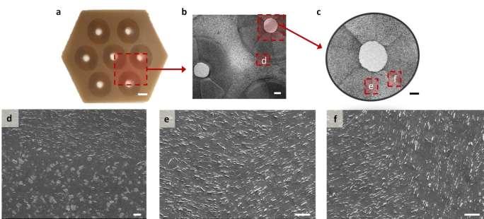Supplementary Figure 10. The hexagonal array in a. was 3D printed and viewed under an optical microscope to observe the geometry of the system.