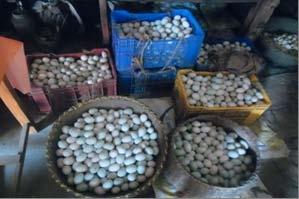 EGG TRADING Duck farmers in the Haor and Costal areas mostly sell eggs to: Small Scale Producer: Egg collector