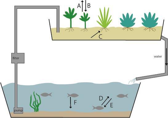 4. The arrows labelled A F on the diagram below represent inputs and outputs from the plants and fish in the aquaponics system.