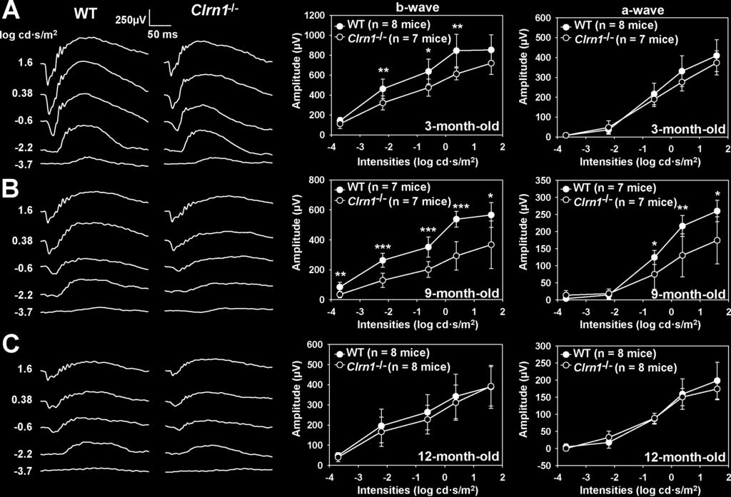 USHIII Model Mouse With Reduced ERG Responses IOVS j March 2016 j Vol. 57 j No. 3 j 869 FIGURE 1. Electroretinogram responses of Clrn1 / and WT mice in A/J background at age 3 to 12 months.