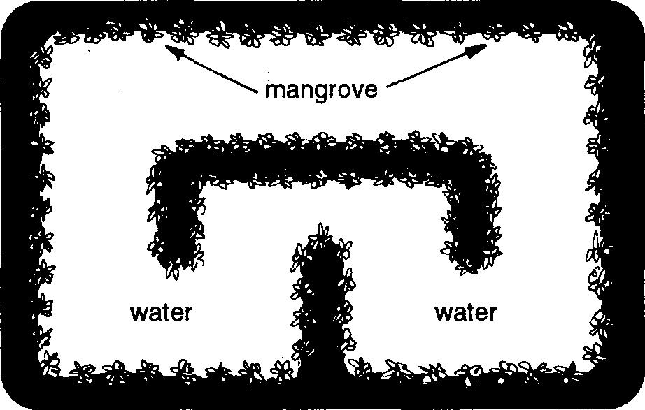 ponds) (Figure 6). The dikes are built in order to get a longer line for growing mangroves. The culture of shrimp or fish can be done intensively or extensively in the waterways.
