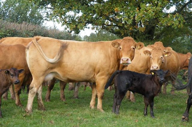 CATALOGUED SALE OF SUCKLER COWS & CALVES, IN-CALF COWS, BULLS AND FOLLOWERS incorporating a Special Sale of Older South