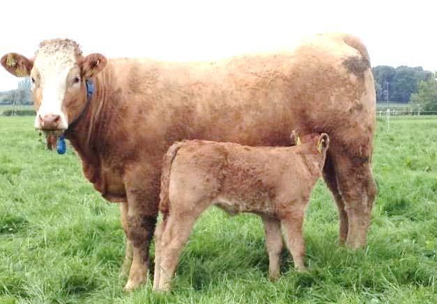 Experimental Overview Maternal Herd established 2013 Two