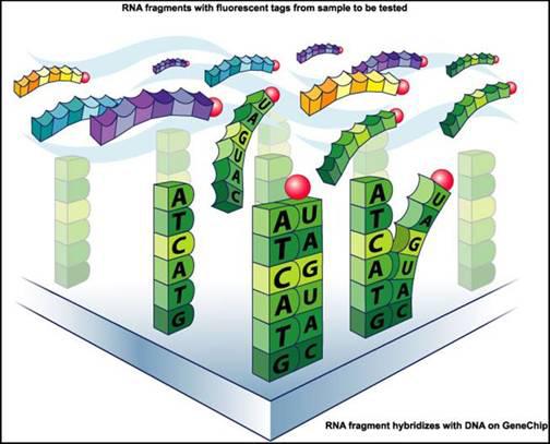 Hybridisation The labelled cdna will bind specifically to complementary target sequences