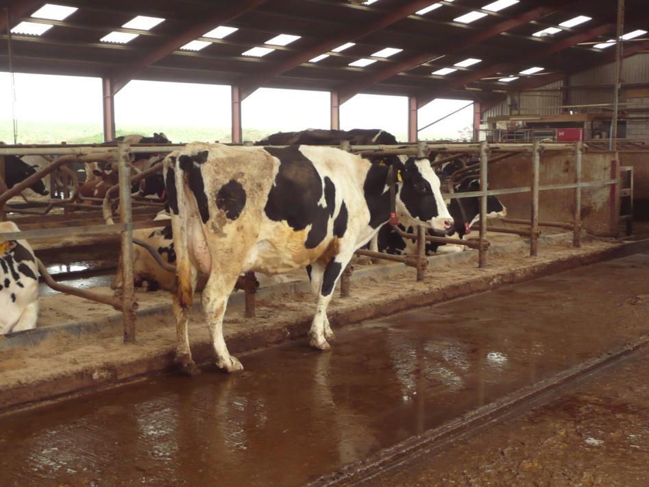 Framing bovine freedom in robotic milking - 1 In any robotic system the cows are left to their own devices. They do what they want.