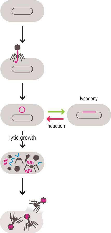 BACTERIUM BACTERIOPHAGE LIFE CYCLE (LYTIC) injection of bacteriophage DNA into bacterium PROPHAGE expression of bacteriophage genes synthesis of