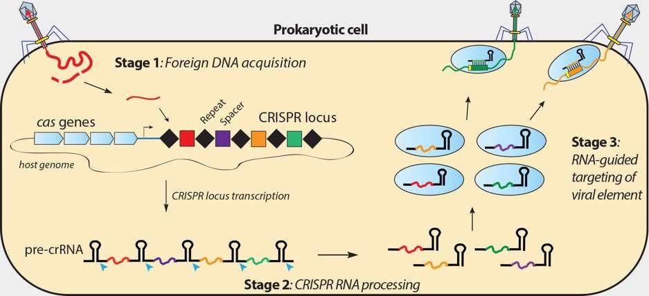 STAGES OF CRISPR/Cas9 FUNCTION 1. Acquisition of Foreign DNA 2.