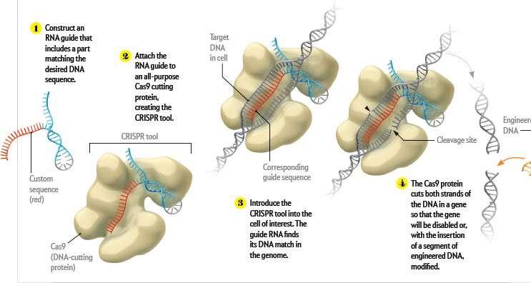 Cas9 is a double-stranded endonuclease (an enzyme that cleaves both strands of DNA).