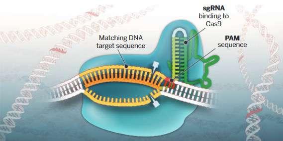 Cas9 CAN FUNCTION AS AN RNA-PROGRAMMABLE ENDONUCLEASE GUIDED BY A
