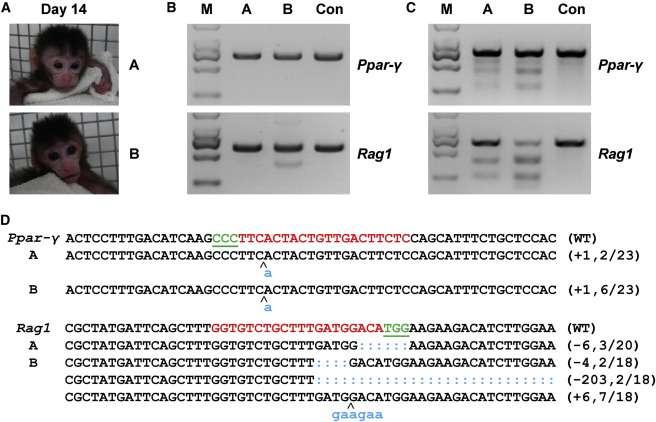 Cas9/sgRNA induced Mutations No detected off-target