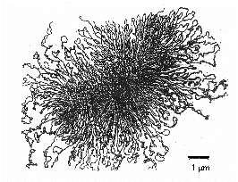 Streptococcus thermophilus chromosome ~1.