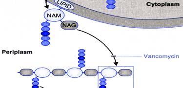 from nucleotide to the bactoprenol membrane lipid (pivot), followed by