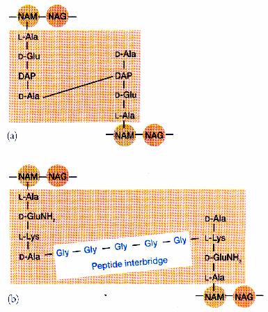 Transpeptidation Reaction Gm neg Gm pos Final step in cell wall assembly is cross-linking of glycan chains