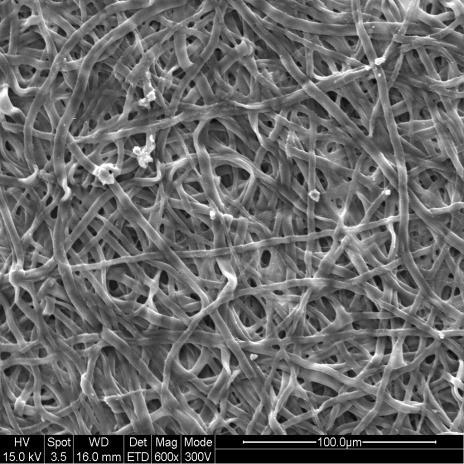 Tri-PCL scaffolds show fiber melting and fusion of fiber at all the fiber junctions; nonetheless fiber structure and inter-fiber porosity is maintained after supercritical CO 2 exposure.