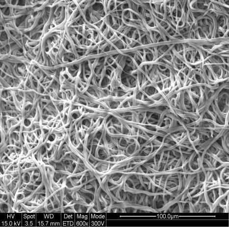 To study the effect of the initial loading on fiber morphology the as spun fibers were exposed to 100% ethanol for 30 minutes. The scaffolds were then dried and imaged using SEM.
